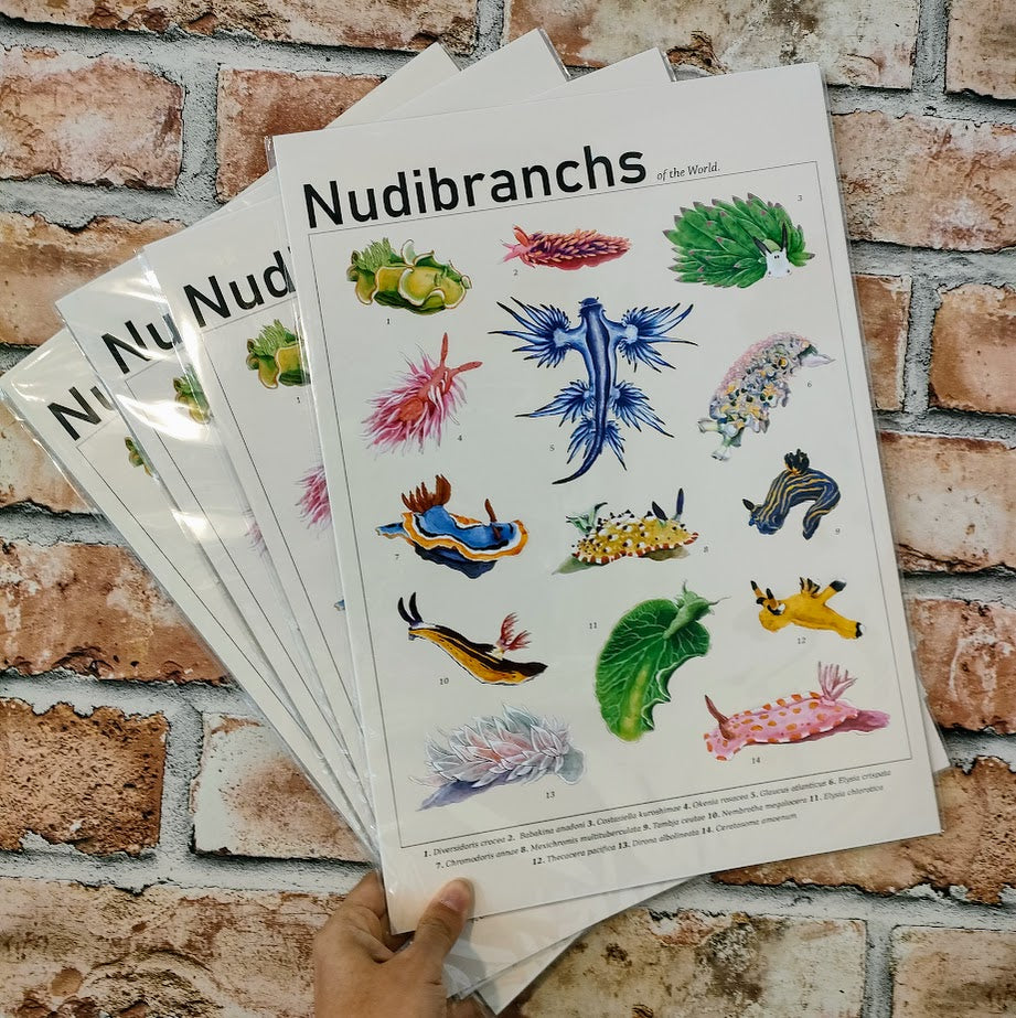 Nudibranchs of the World Print