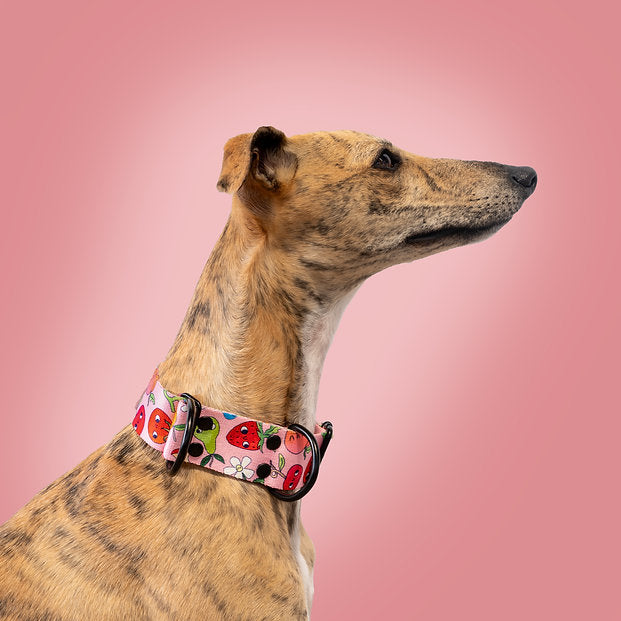 Sweet Tooth Martingale Collar