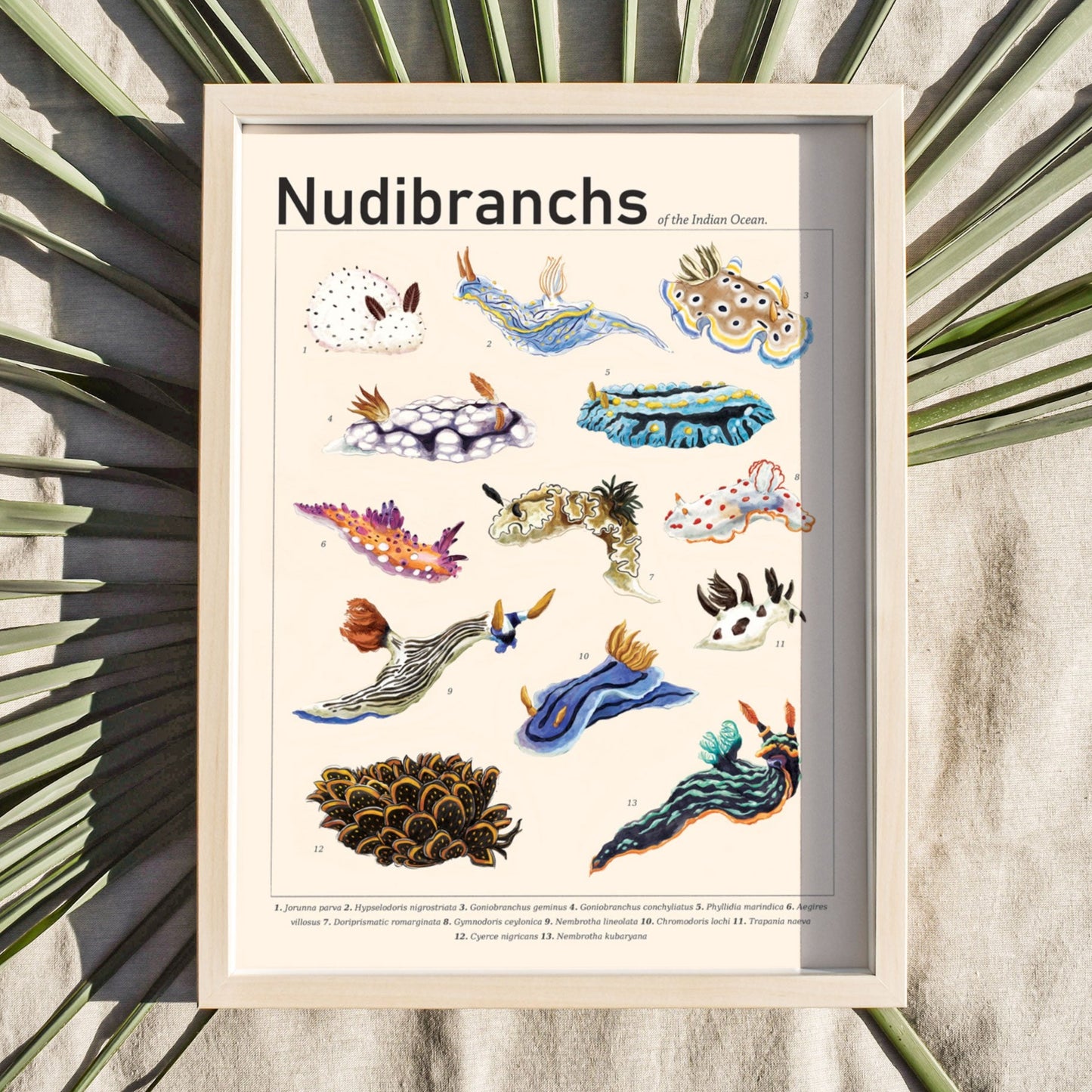 Nudibranchs of the Indian Ocean Print
