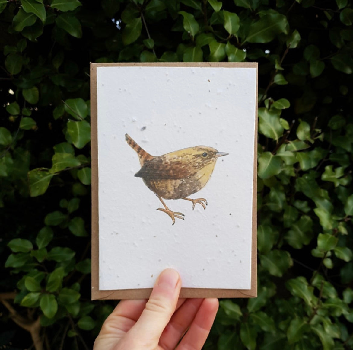 Wren Wildflower Seed Card