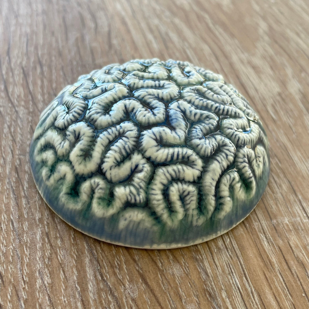 Porcelain Brain Coral