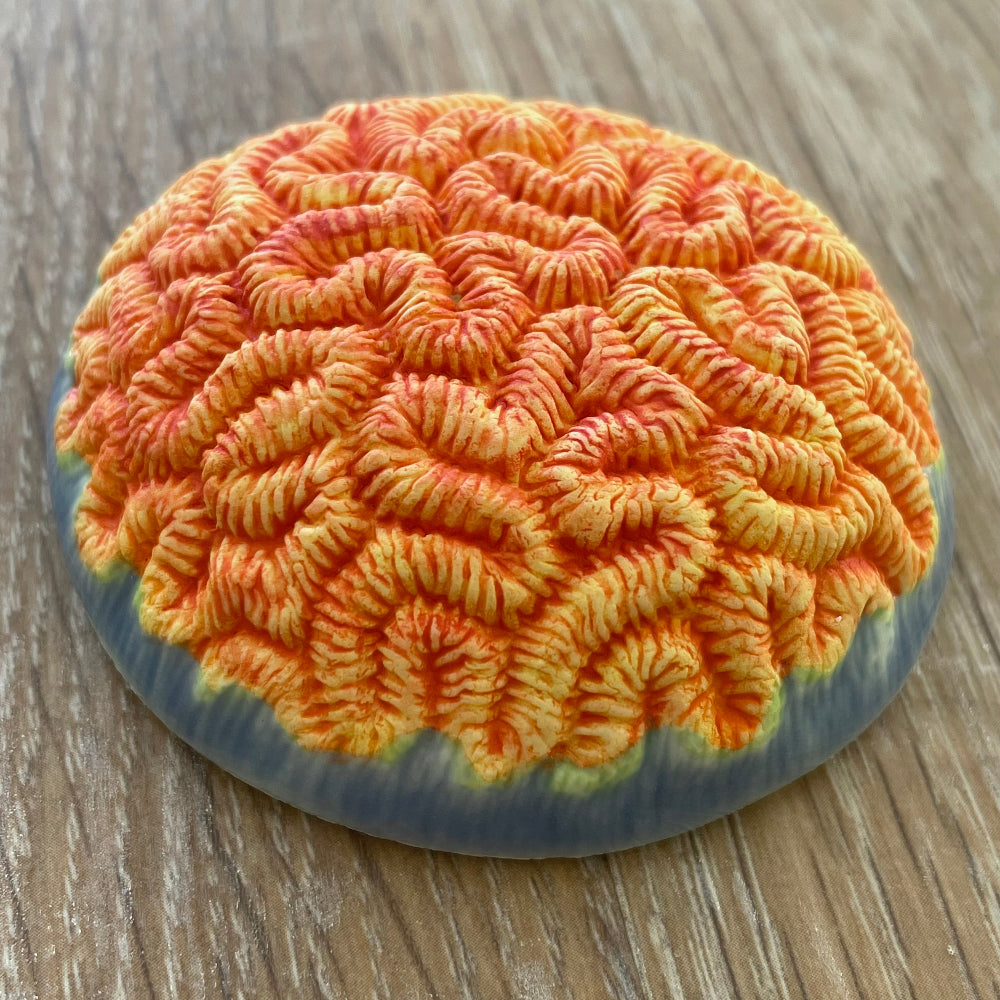 Porcelain Brain Coral