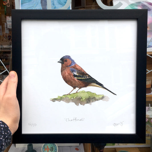 Chaffinch Framed Print 28.5 x 28.5