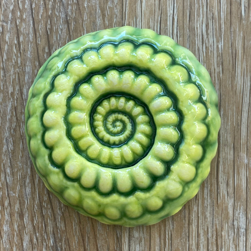Ceramic Ammonites