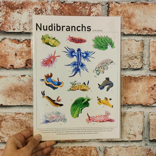 Nudibranchs of the World Print