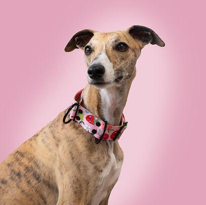Sweet Tooth Martingale Collar