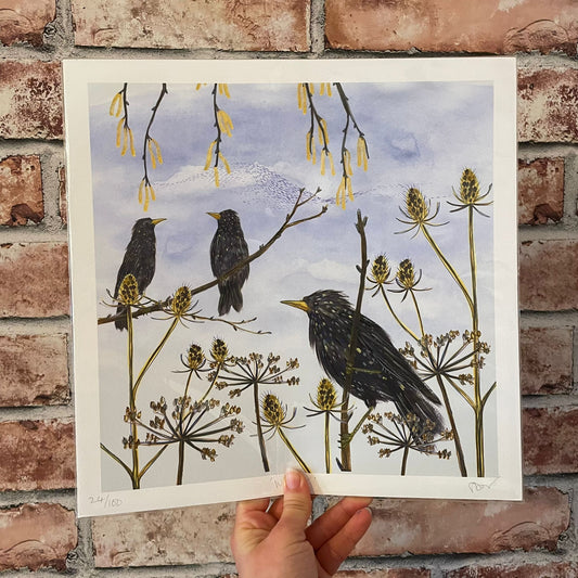 Winter Starling Print 30 x 30