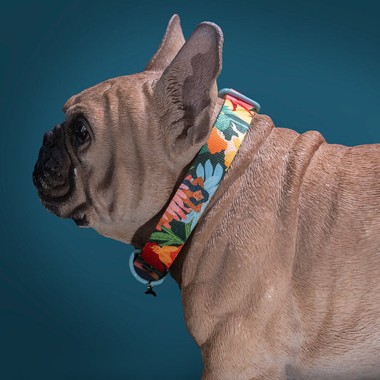 Loud and Proud Dog Collar