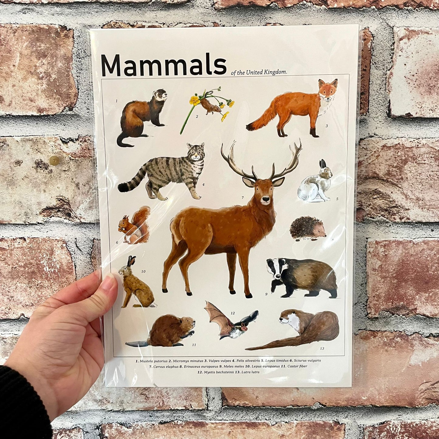 Mammals of the United Kingdom