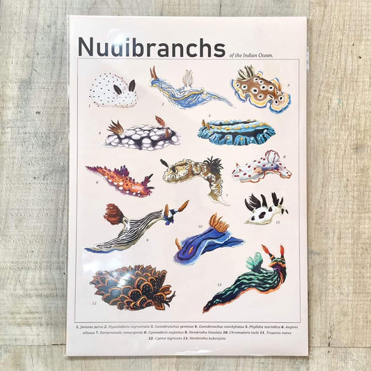 Nudibranchs of the Indian Ocean Print