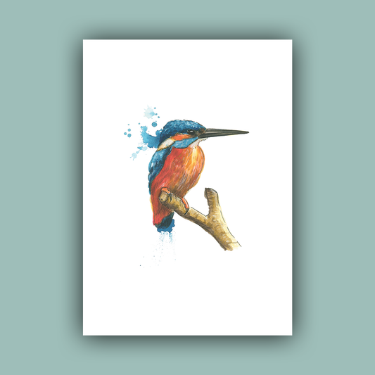 Kingfisher Print A4